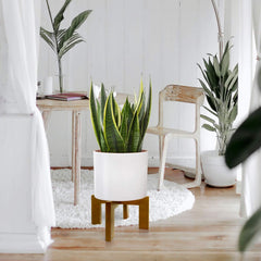 Gendral Forwepup Wood Plant Stand with a 10-inch pot on top