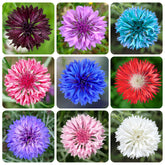 Generic Cornflower Seeds packet front view, 20g