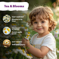 German Chamomile plant in sunny garden setting