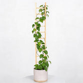 Goooxim Indoor Plant Trellis front view, 25 inches tall