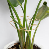 Goooxim Monstera Plant Stem Support set, five metal supports