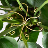 Goooxim Monstera Plant Support Hook front view, 6.5 inches