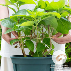 Goooxim Monstera Plant Support Hook Set packaging