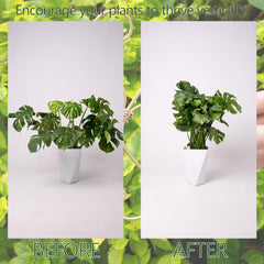Goooxim Monstera Plant Support Hooks in use with climbing plants