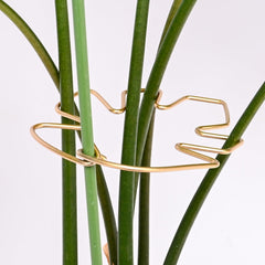 Goooxim Monstera Stem Support Stake set with five clips