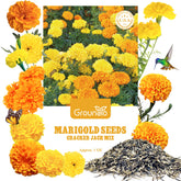Groundio Crackerjack Marigold Seeds package front view
