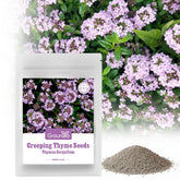 Groundio Creeping Thyme Seeds pack front view