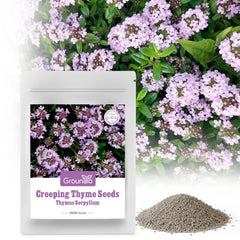 Groundio Creeping Thyme Seeds pack front view