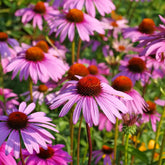 Groundio Purple Coneflower Seeds 1oz package front view