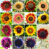 Groundio sunflower seeds pack showing 15 varieties