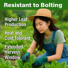 Growing Romaine lettuce in a hydroponic system