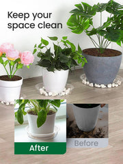 GROWNEER 8-inch clear plant saucer with plant