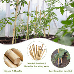 HAINANSTRY bamboo stakes in a garden supporting tomato plants