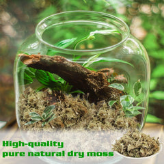 Halatool Sphagnum Moss in use with orchid plants