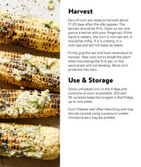 Harvest of 8-inch Burpee Sweetness corn ears from the garden