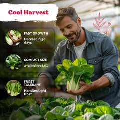 Harvested Baby Bok Choy with dark green leaves