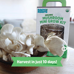 Harvested oyster mushrooms from the Back to the Roots kit
