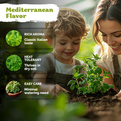 Harvesting fresh Italian oregano leaves