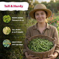 Harvesting guandules from the garden