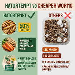 Hatortempt mealworms in a bird feeder attracting bluebirds