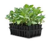 Haxnicks Rootrainers Seed and Cutting Propagation Kit, clear cells and tray