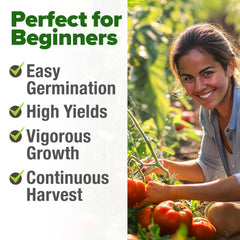 Healthy beefsteak tomato plants in garden