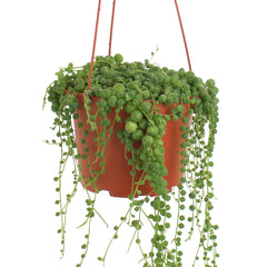 Healthy String of Pearls succulent with bead-like leaves