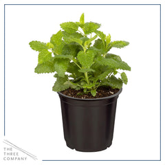 Herb garden setup featuring The Three Company herbs
