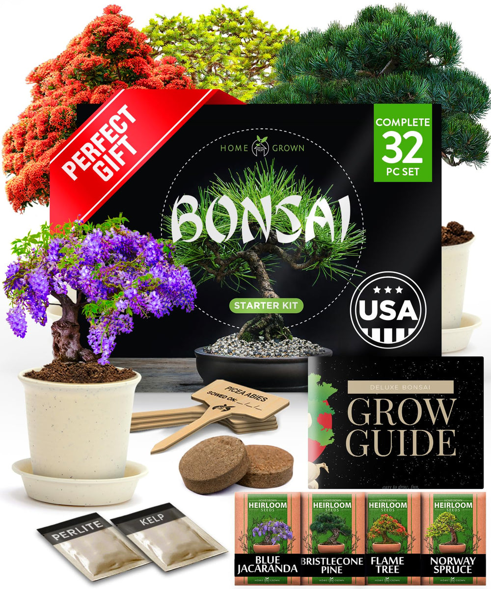 HOME GROWN Bonsai Tree Starter Kit with pots and seeds