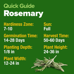 HOME GROWN Rosemary plant thriving in a pot