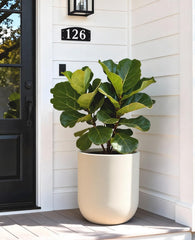 homenote 13 Inch Large Plastic Planter filled with monstera plant