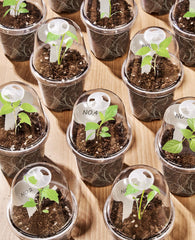 homenote nursery pot showing soil and root system