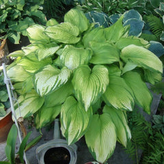 Hosta plants blooming in a shaded garden