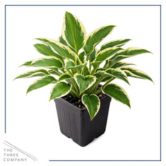 Hosta So Sweet plants with yellow margins in garden