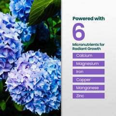 Hydrangea plants thriving with HiThrive Fertilizer