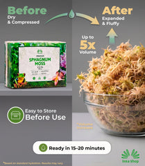 Hydrated INKA SHOP sphagnum moss ready for use