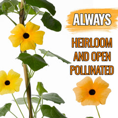 Illustrated instructions on the back of the seed packet