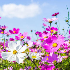 Illustration of Cosmos bipinnatus with vibrant blooms