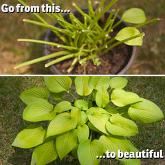 IMUSTGARDEN Deer Repellent mint scent in garden setting