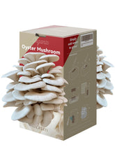 inbloom Organic Oyster Mushroom Growing Kit front view with packaging
