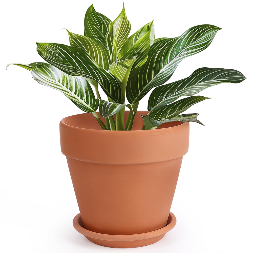 INGOFIN 10 inch terracotta pot front view with saucer