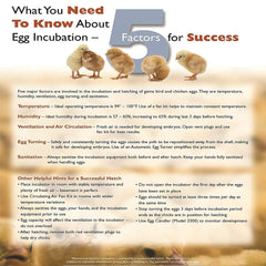 Inside view of Farm Innovators incubator with eggs