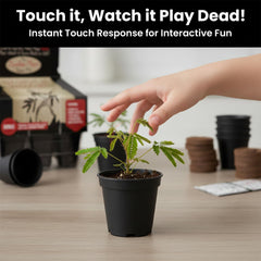 Inside view of TickleMe Plant Grow Kit with seeds and soil pellets