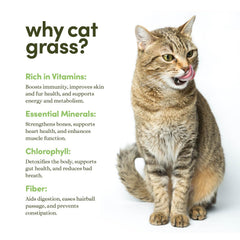 Instructions guide for planting cat grass included in the kit