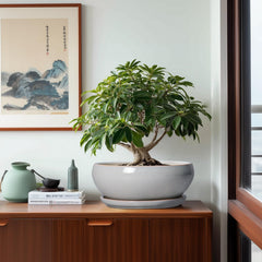 Interior view of SQOWL Ceramic Bonsai Pot with plant saucer