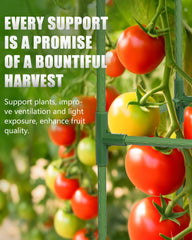 joyhalo Tomato Cage showing adjustable height feature