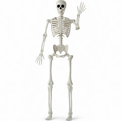 JOYIN 5 FT Halloween Skeleton front view with realistic details