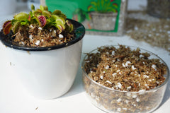 Kapecute Carnivorous Plant Soil Mix in use with Venus Fly Trap