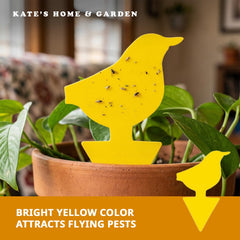Kate's Home & Garden Fruit Fly Traps in use with houseplants