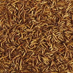 Kaytee Mealworms in feeder with bluebirds